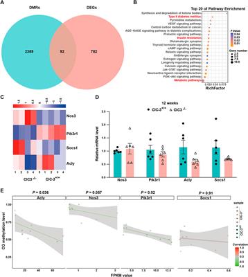 Epigenetic and transcriptomic alterations in the ClC-3-deficient mice consuming a normal diet